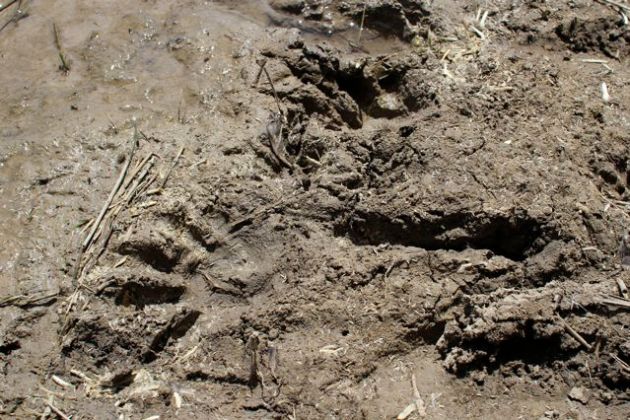 Western Grey Kangaroo tracks at dam's edge.