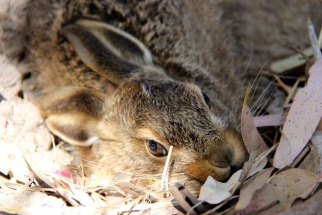 A young European Hare (Lepus europeaus) crouches in its 'form' in the creek bed, before leaping up and running like hell.