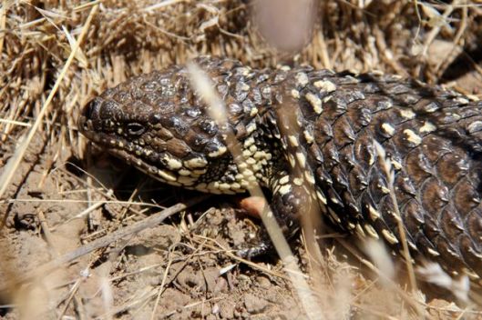 shingleback