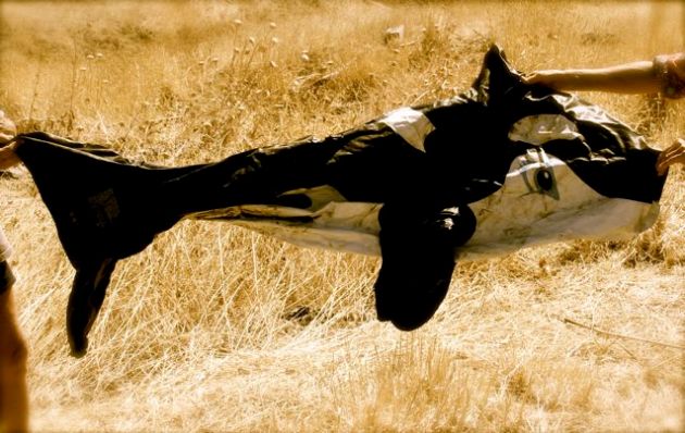This killer whale has swam its last. Beached in the headwaters of our the main feeder creek for our dam, it was crumpled among other abandoned PVC pool toys and left to deteriorate in the sun. Held by honourary junk collectors Richard & Marg.