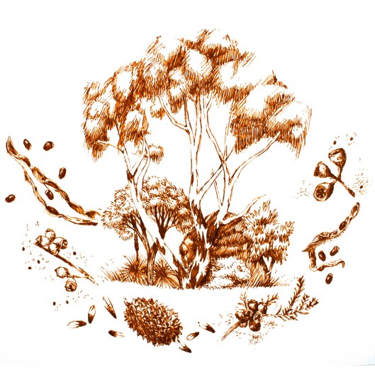 Imagining Pink Gum Woodland, based on local seeds we've gathered. (Illustration by Joel)