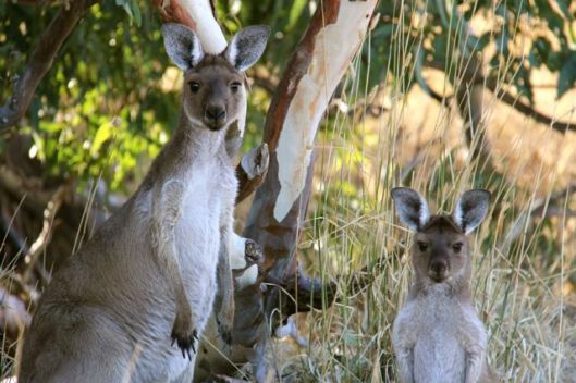 Kangaroos seek shelter from the morning heat