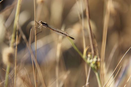 A damselfly suns itself