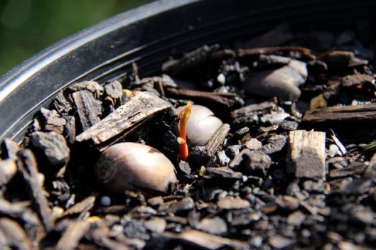 Grow little seedling, grow!