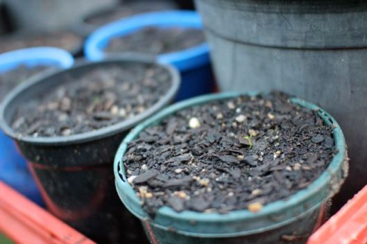 Feijoa seedlings, moved into more generous accomodation