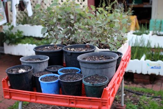 The 'new' nursery table, in position, and nursing.