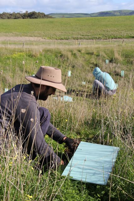 Sean and Nat dig in the undergrowth.