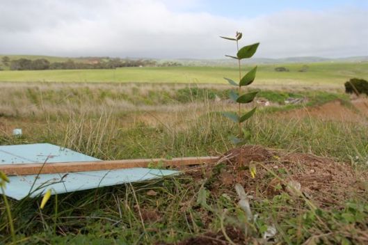 Grow little blue gum! Grow!