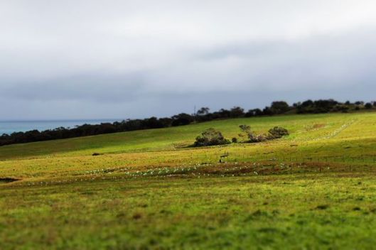 The 'before' photo: 800 new plants in position. Stay tuned over the next 20 years for the 'after' shot.