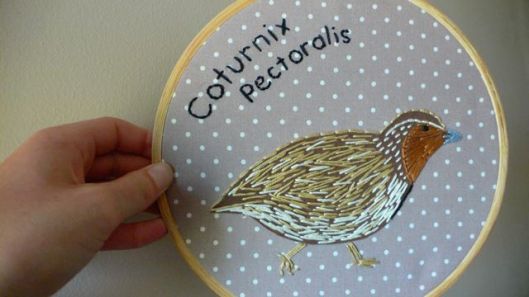 Stubble Quail, May 2013