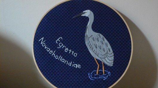 White-faced Heron, May 2014