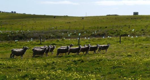 The new flock of Wiltshire Horns, watched from afar by the alpacas.