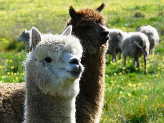The two alpacas, aka. 2Pac.