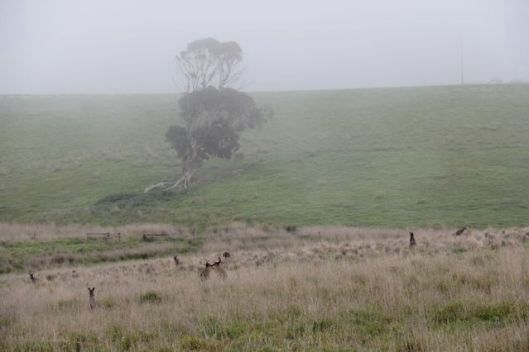 Kangaroos tussle in the neighbouring swamp the destination of our creeks as they drift towards the Congeratinga River.