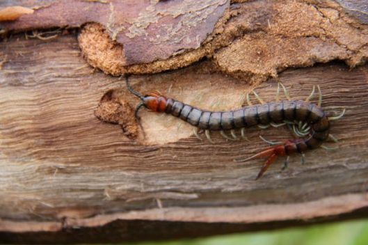 Centipedes can be found in the moist darkness beneath every rock and log.