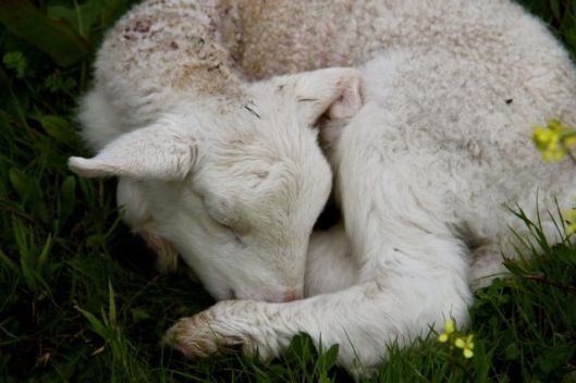 The new lamb takes a kip in the grass.