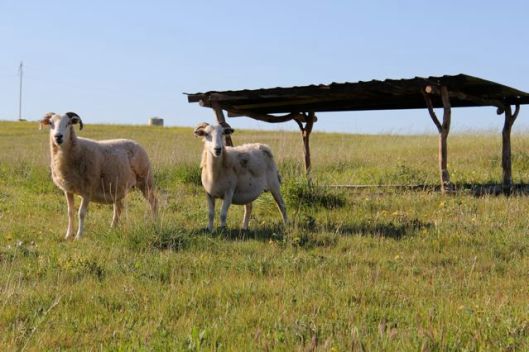 The moveable sheep shelter in fresh pasture.