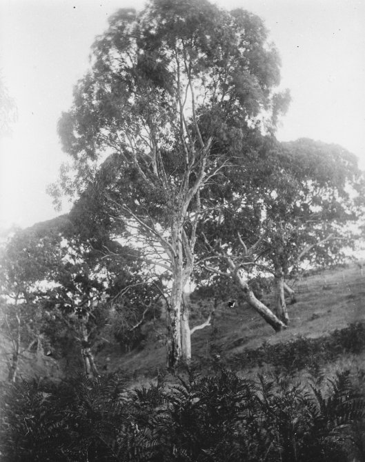 4566. Anacotilla Creek