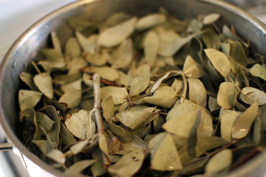 E Cinerea leaves before boiling