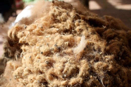 Fidel's fleece prior to cleaning!